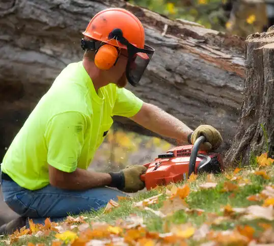 tree services Blauvelt